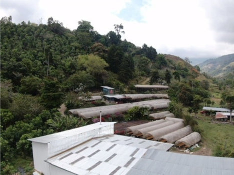 Honey Cake - Rivense Finca La Naciente, Costa Rica