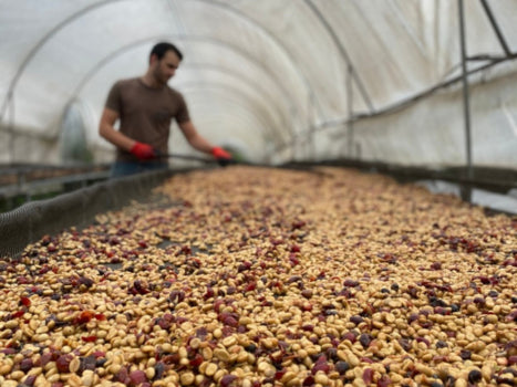 Honey Cake - Rivense Finca La Naciente, Costa Rica
