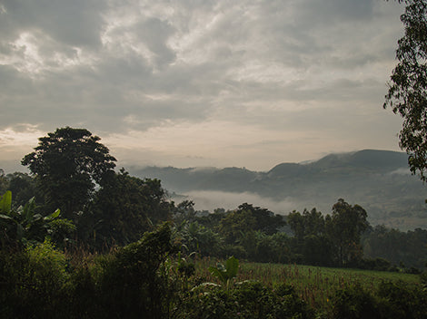 Alpine Bloom - Kochere, Ethiopia