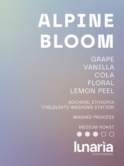 Alpine Bloom - Kochere, Ethiopia