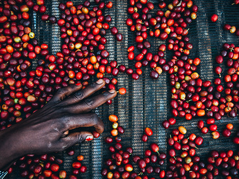 Alpine Bloom - Kochere, Ethiopia
