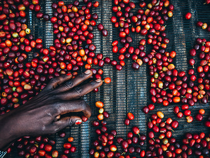 Alpine Bloom - Kochere, Ethiopia